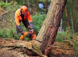 Lawn Pest Prevention in Somers, WI